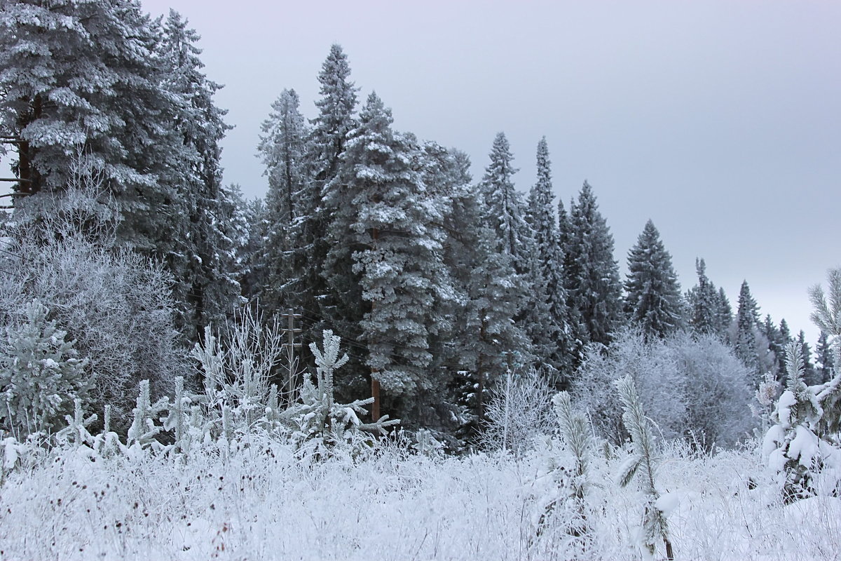 Снег и иней на деревьях - Александр Щеклеин