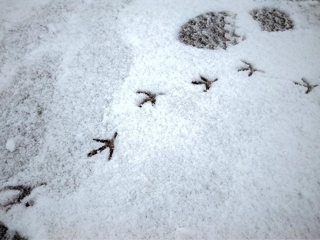 Следы на снегу - Сергей Тарабара
