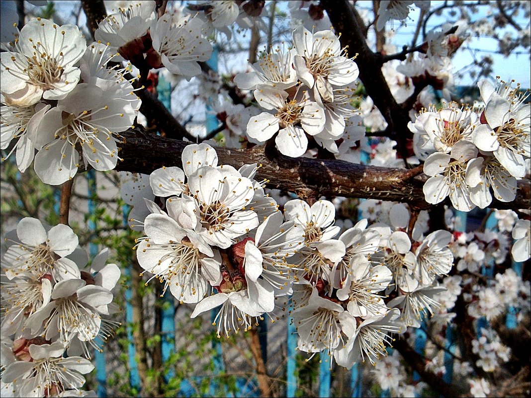 Цветущие деревья.  Абрикос - Нина Корешкова