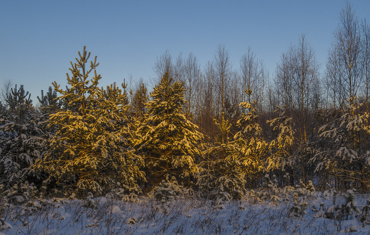 Деревца под снегом - Сергей Цветков