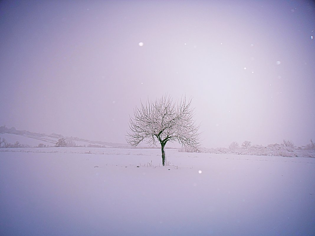 Одинокое дерево.Зима - Проніна Олена 
