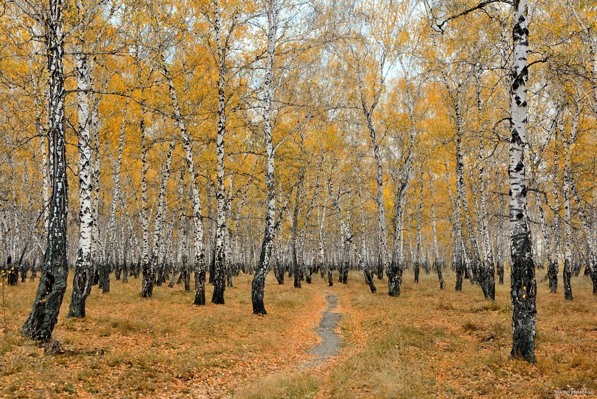 Осенняя рощица - Mikhail Irtyshskiy