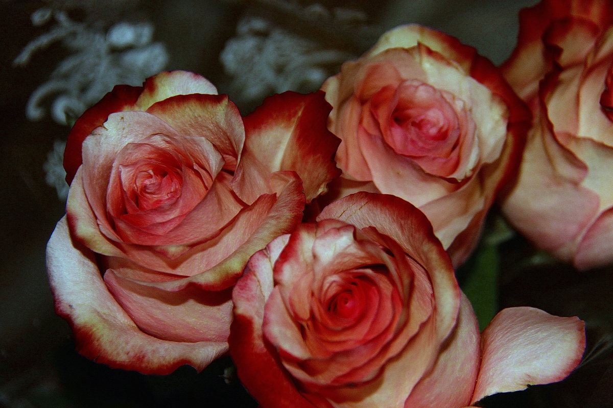 Розовые с жёлтым розы. - Штрек Надежда 