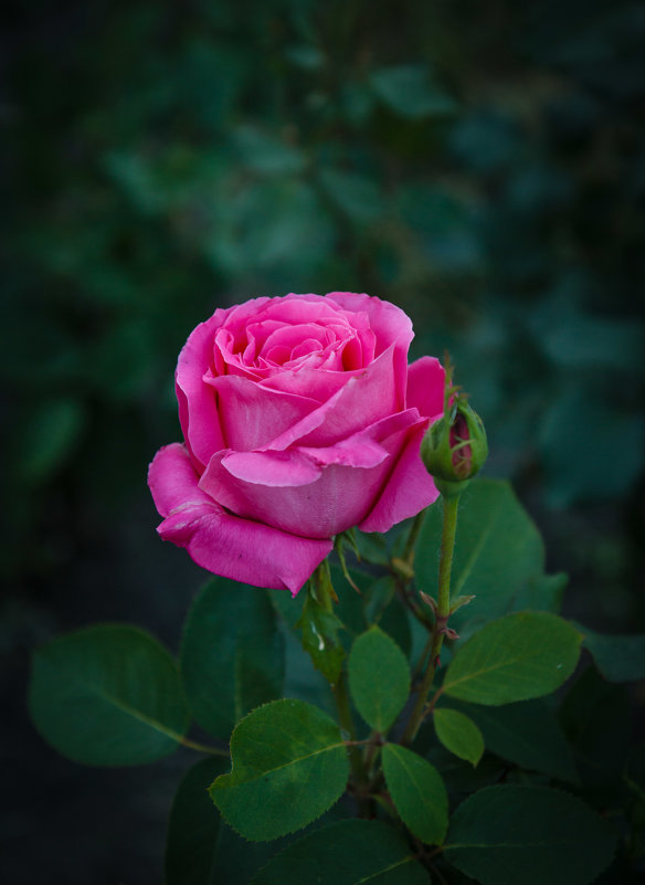 « … Ведь в розе – мира красота! » - Андрей Нибылица