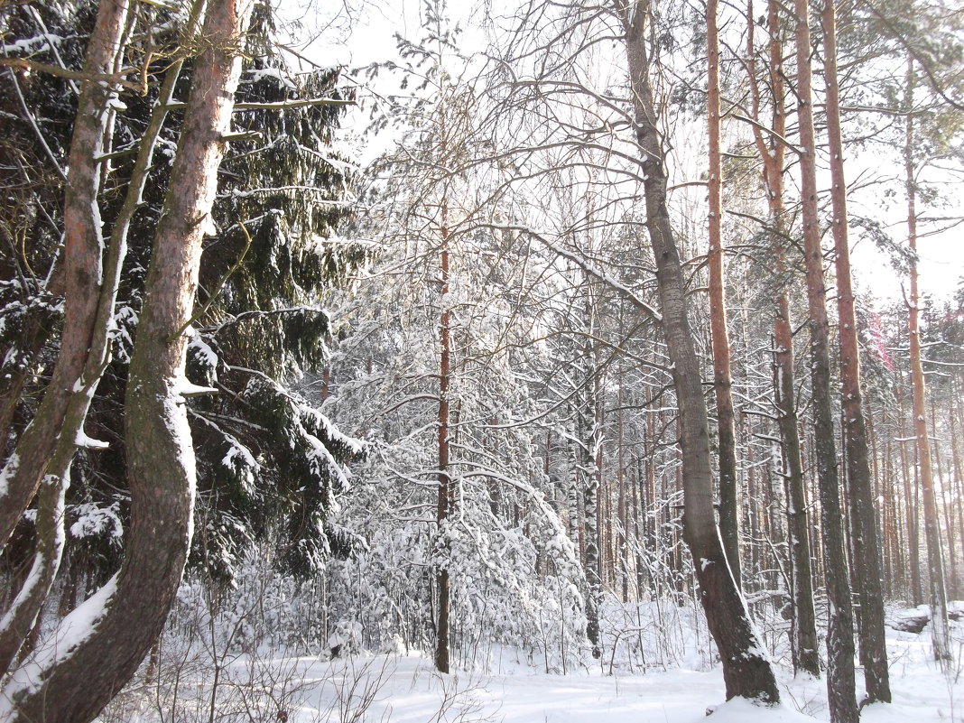 Зимний лес - Анна Владимировна