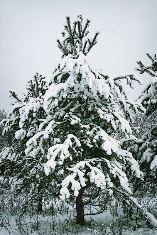 Зима в деревне - Марина Яковлева