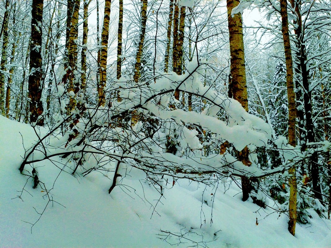 снежный ,солнечный день - Владимир 