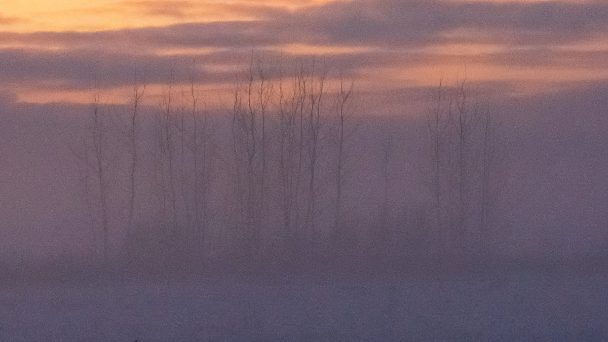 В розовом тумане - Андрей Троицкий