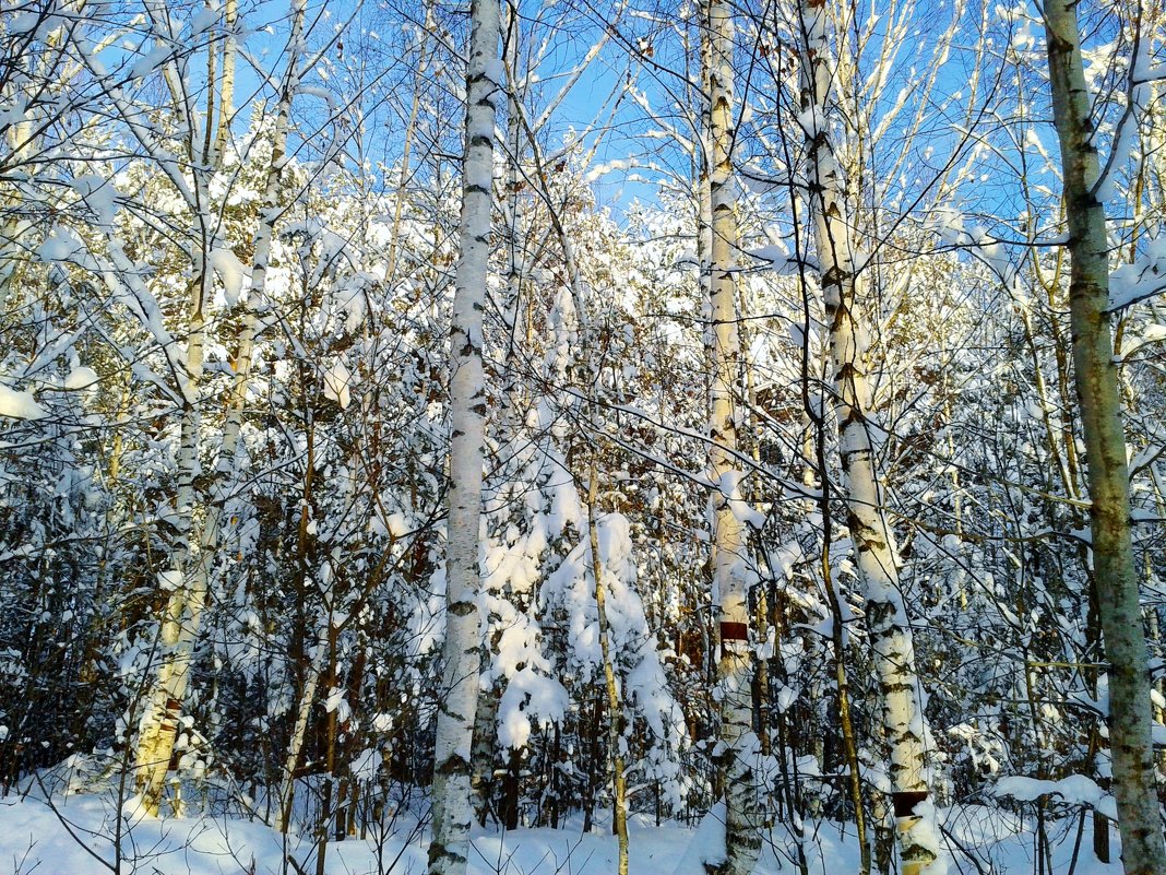 снежный лес - Владимир 