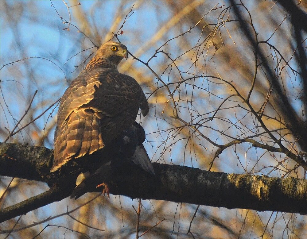 Ястреб-тетеревятник (Accipiter gentilis) - Иван 