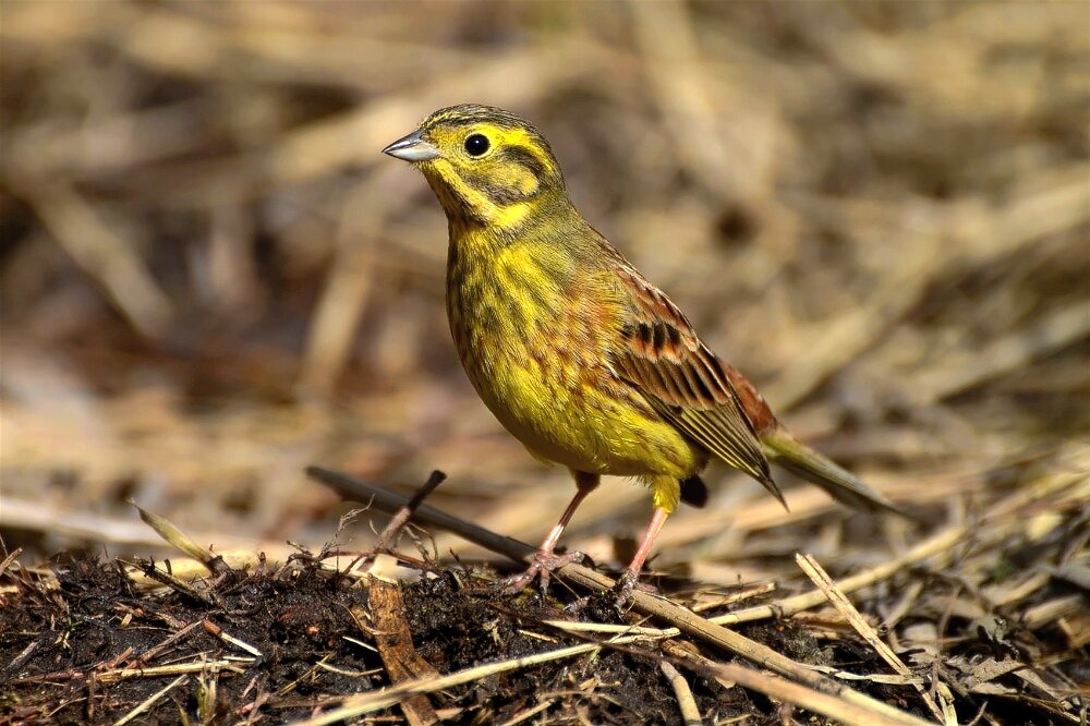 Обыкновенная овсянка (Emberiza citrinella) - Иван 