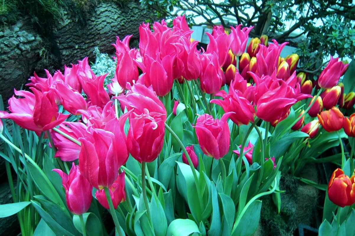 Лилиецветные тюльпаны - Елена (ЛенаРа)