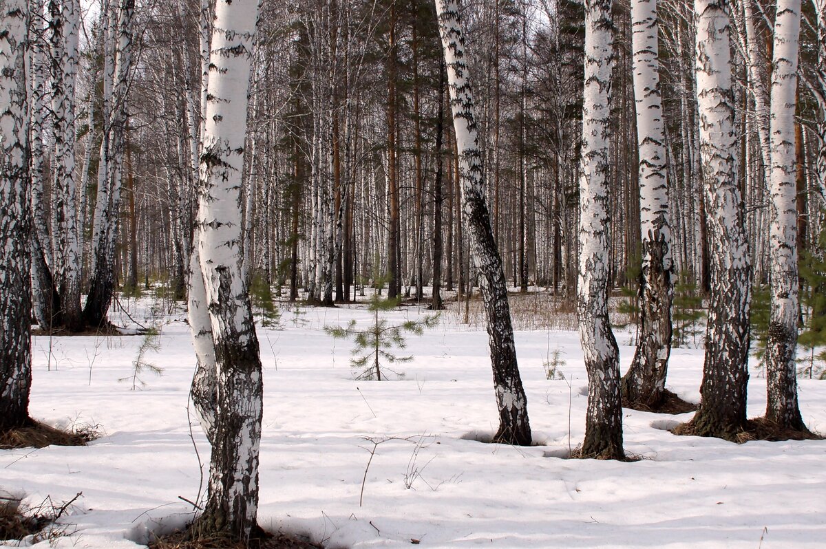 Весенний лес - Наталья Т
