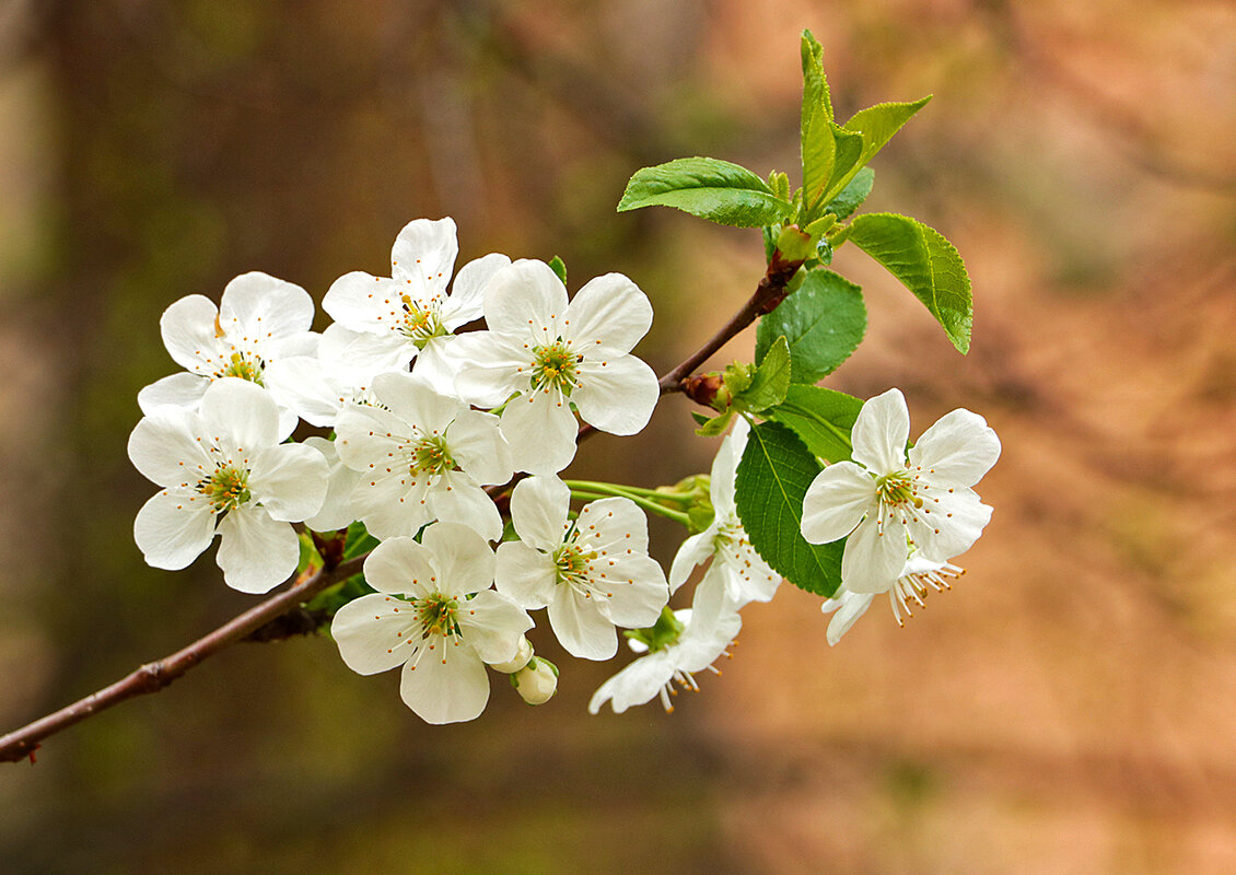 Весна цветет - вишенка - Светлана 