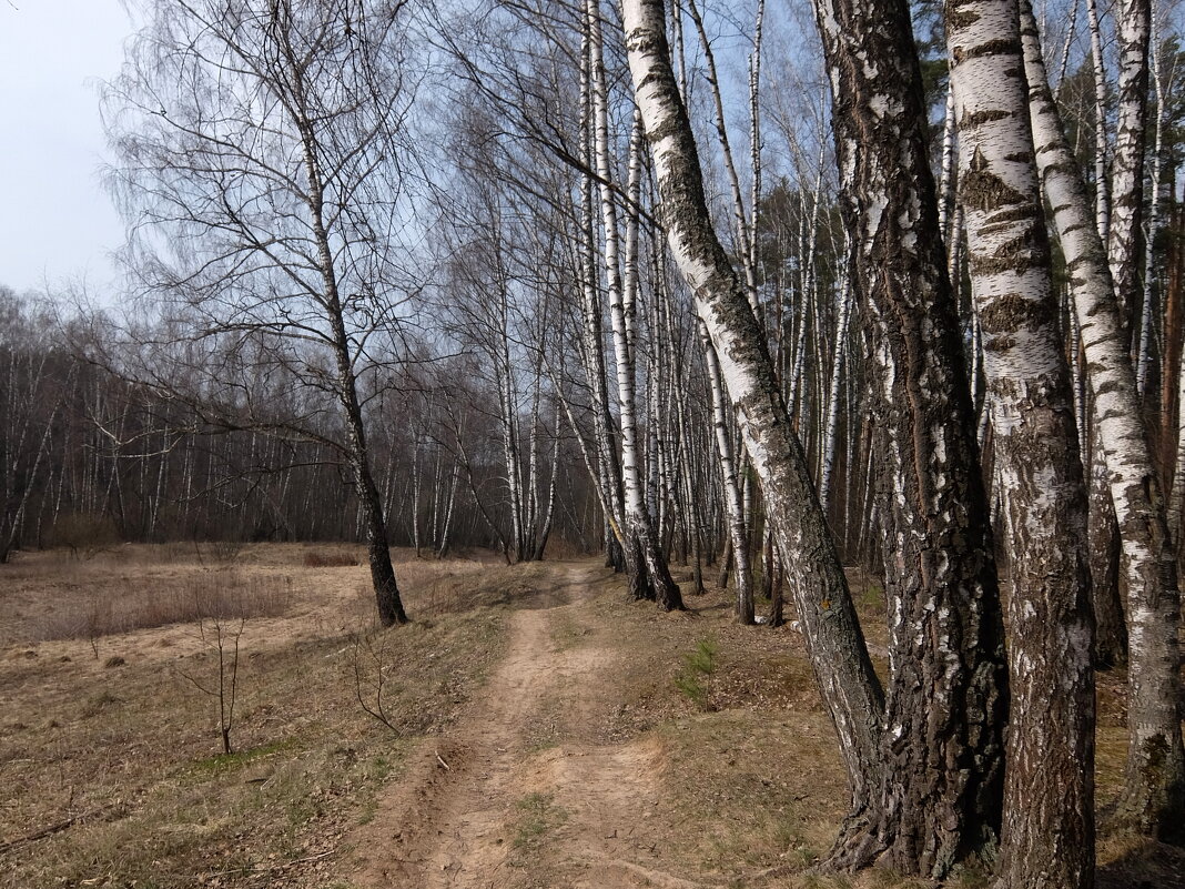 Дорожка в весенний лес. - Люба 