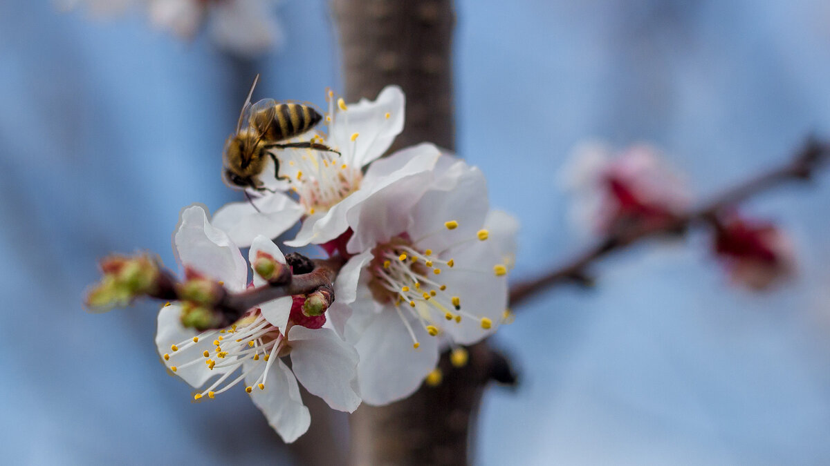 Первая пчёлка на цветущем абрикосе - Сергей Малый