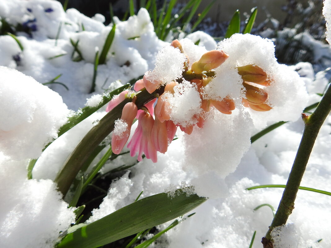 весенний снег.гиацинты - ИННА ПОРОХОВА