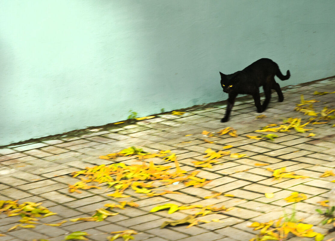 Чёрный кот. - Андрей Бойко