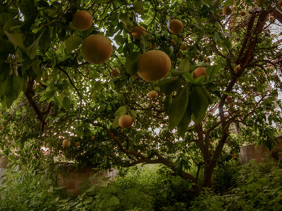 Созрели вишни в саду у дяди Вани - Иван К