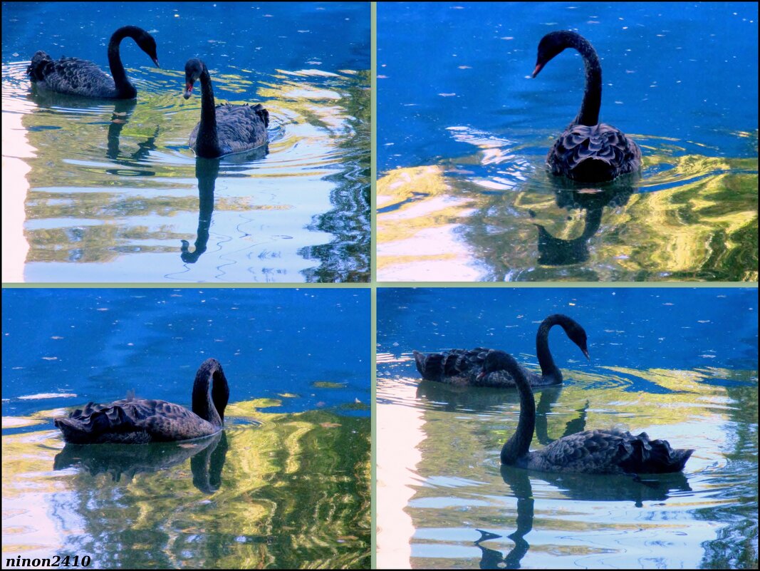 Чёрные лебеди в синей тени - 1 - Нина Бутко