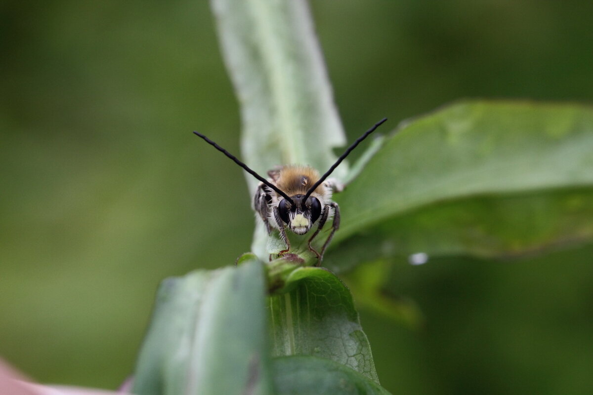 Пчела длинноусая (Eucera longicornis (Linnaeus, 1758)) - Павел Морозов