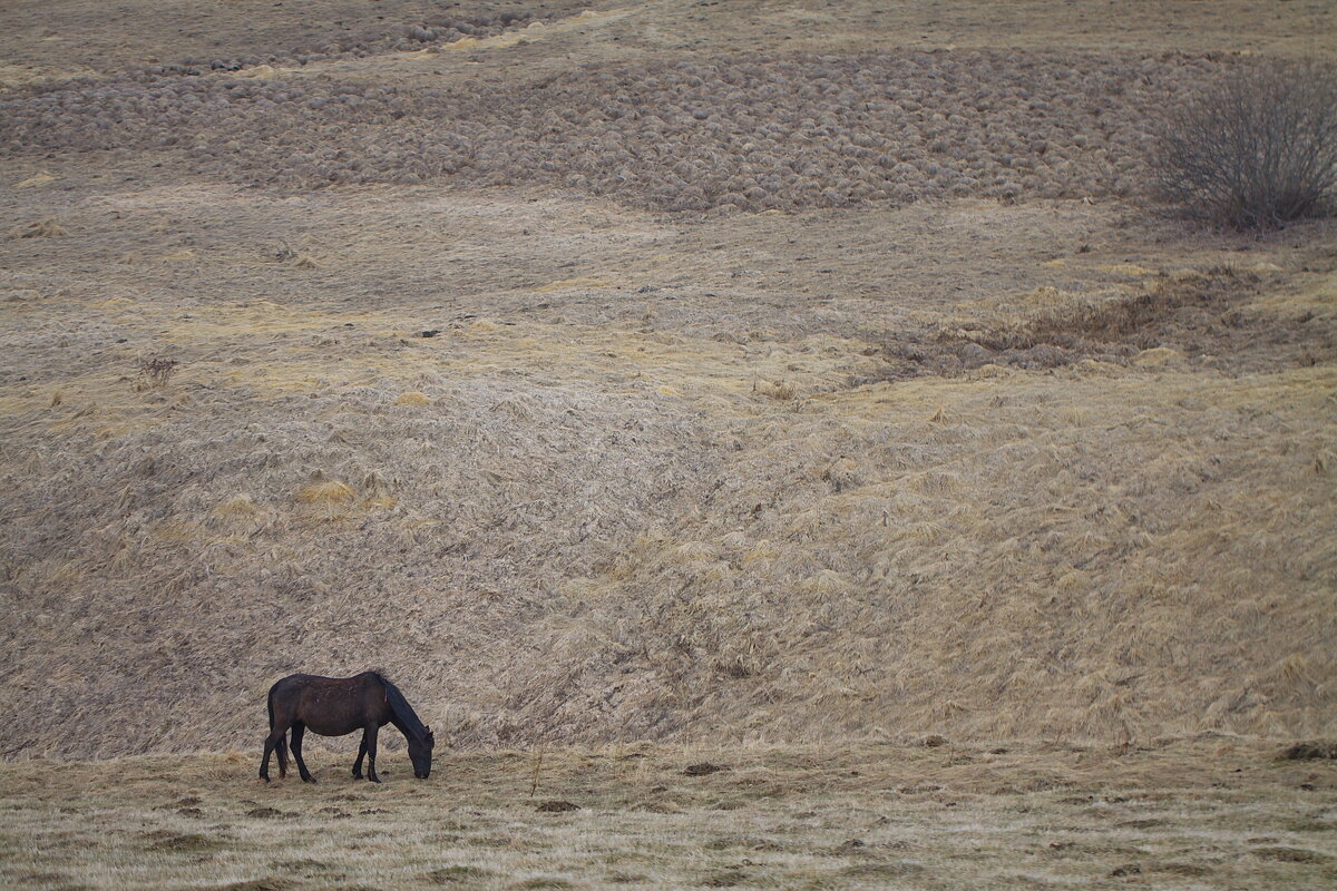 Пейзаж с лошадью - M Marikfoto