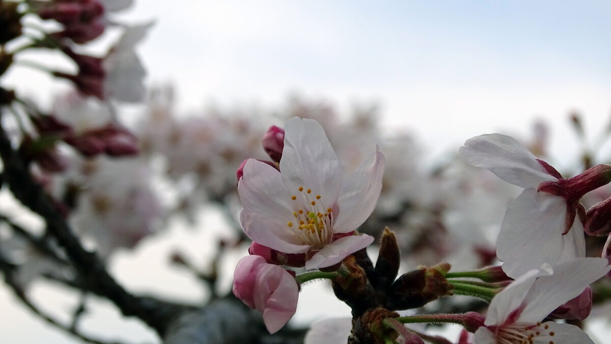 Цветение сакуры, Парк Замка Осаки, Япония - Иван Литвинов