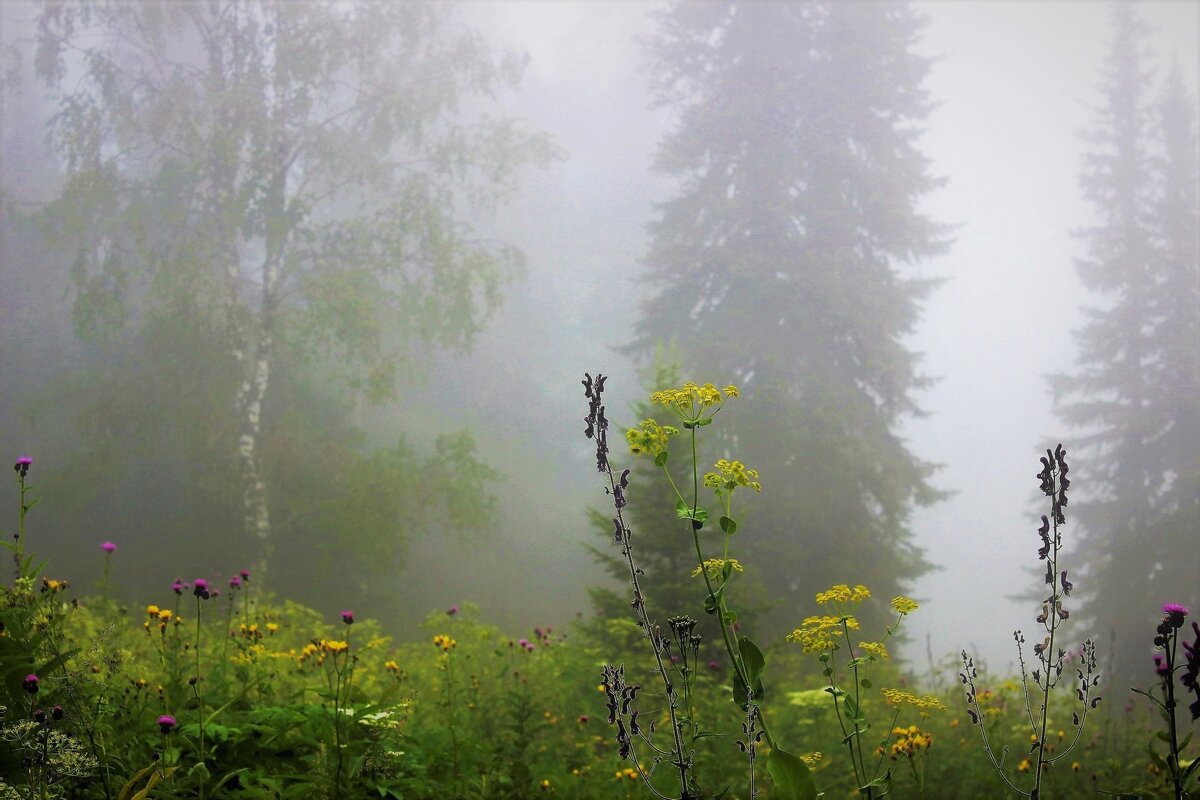 Утро с туманом - Сергей Чиняев 
