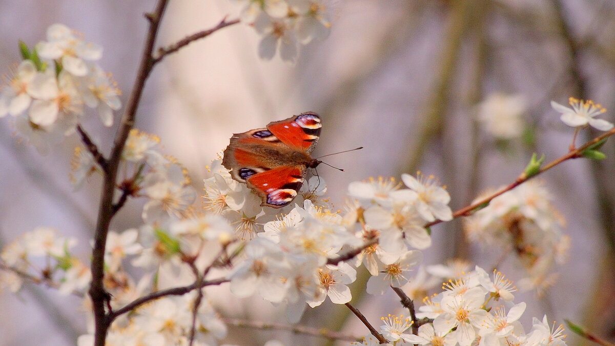 и снова бабочки 109 (весна...) - Александр Прокудин