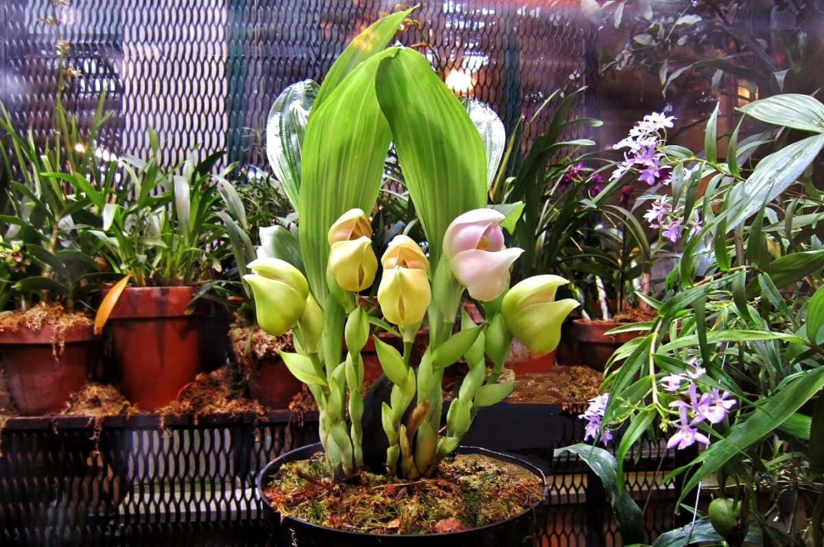 Редкая орхидея-тюльпан - Елена (ЛенаРа)