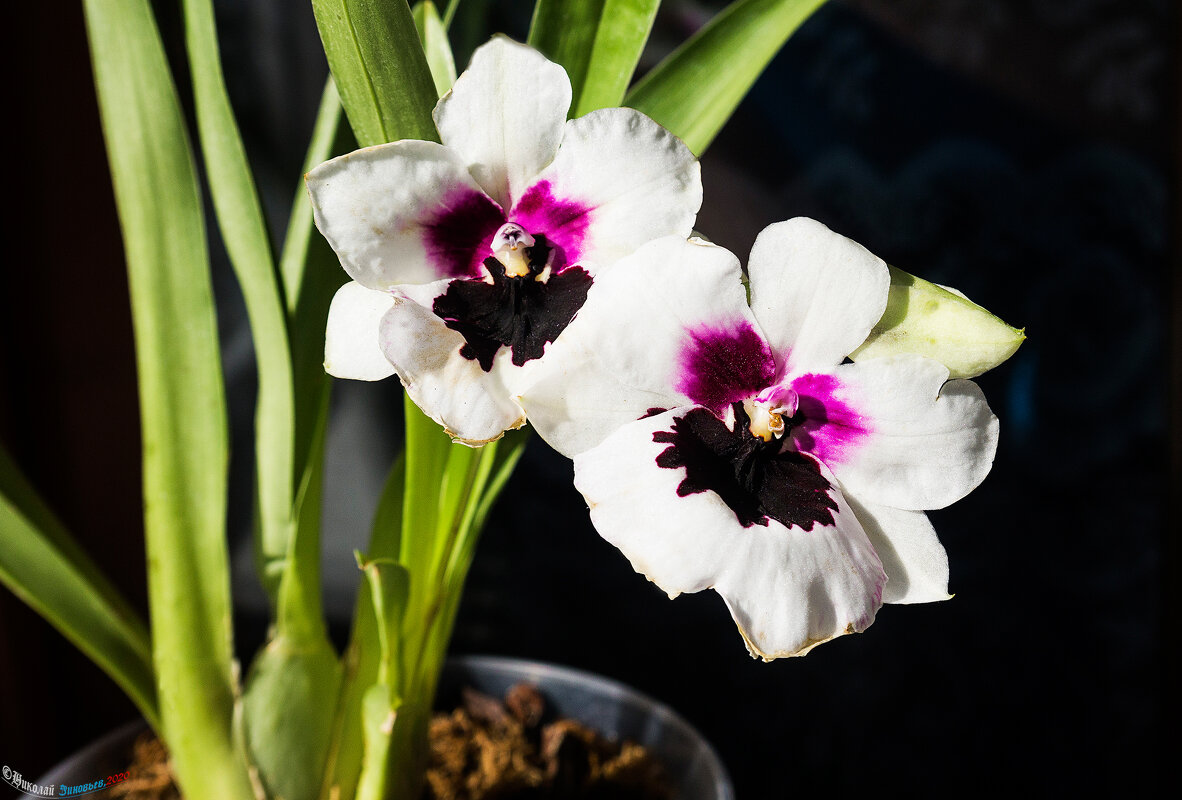 Цветение орхидеи мильтония - Николай Зиновьев