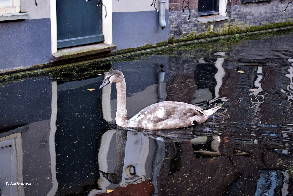 Молодой лебедь на канале Voldersgracht. Делфт - Татьяна Ларионова