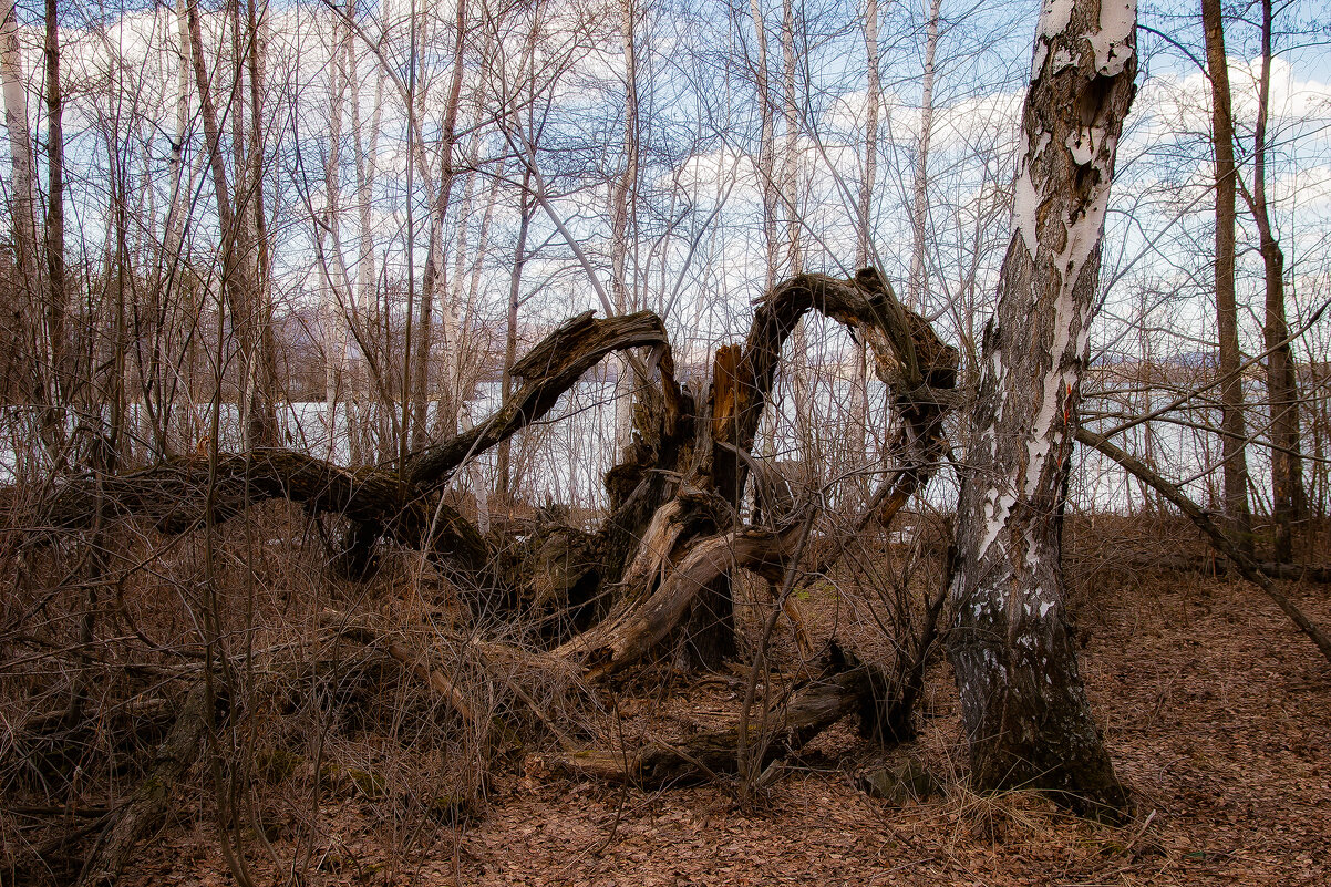 Дерево чудовище - Геннадий Федоров