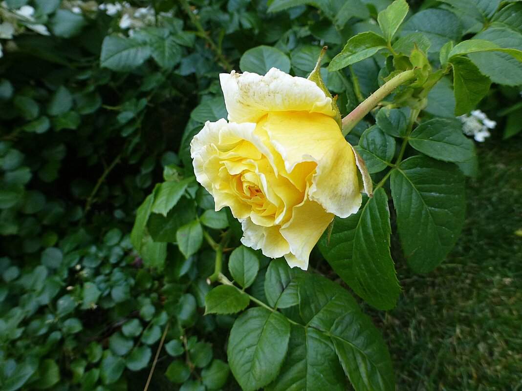 Жёлтая роза - Лидия Бусурина