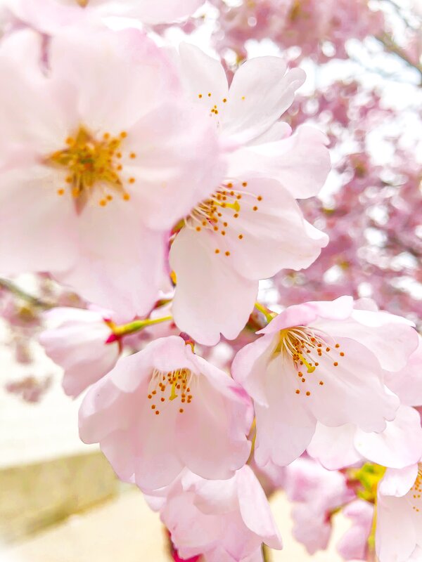 spring flower - Андрей 