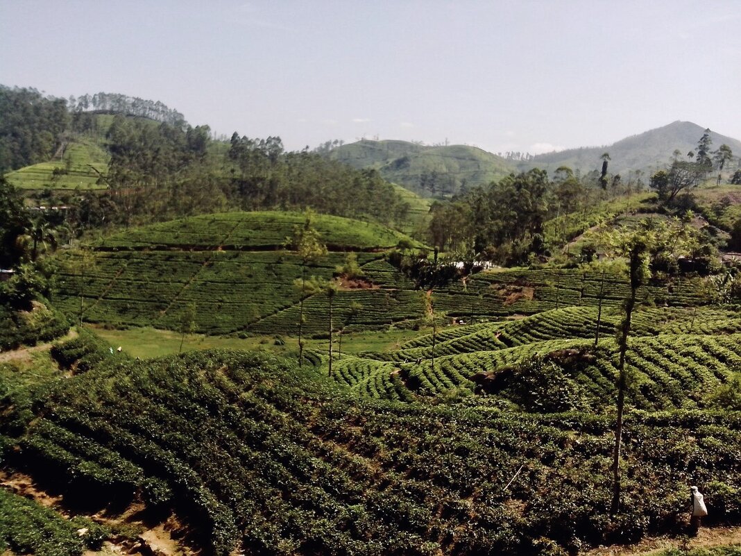 Чайные плантации, Шри ланка - Надежда Шубина