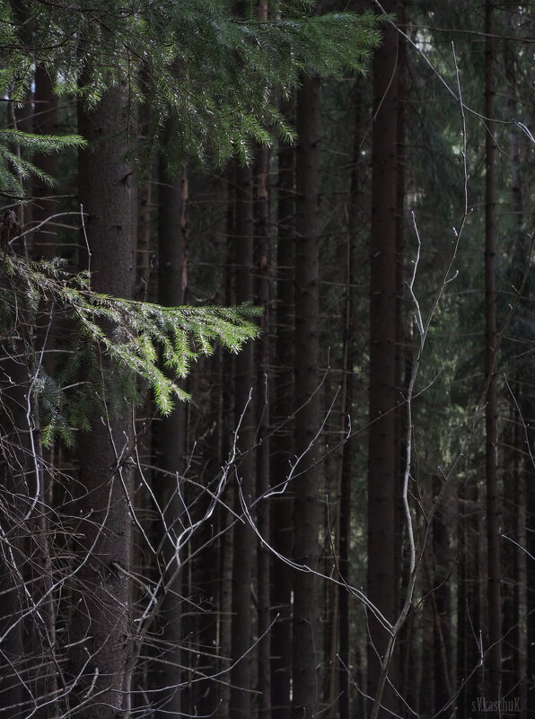 ветки в лесу - sv.kaschuk 