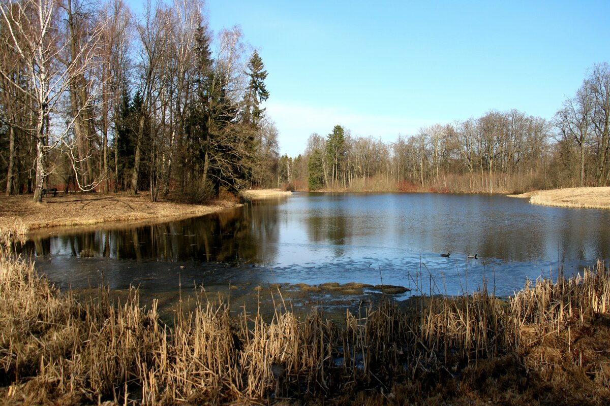 Павловский парк. Март - Наталья Герасимова