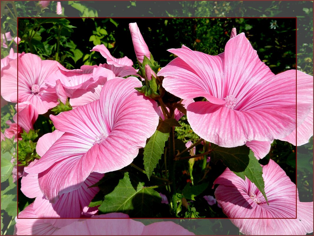 Прекрасная розовая лаватера - украшение сада!.. - Лидия Бараблина