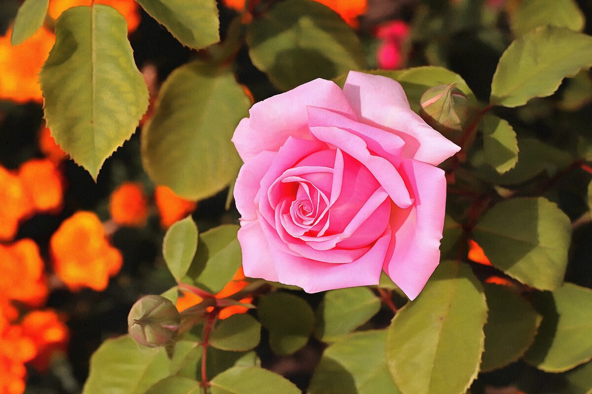 Розовая роза - Irene Irene