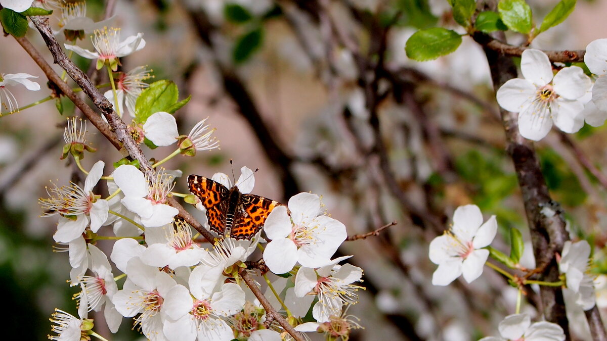 и снова бабочки 156 ( в цветении садов) - Александр Прокудин