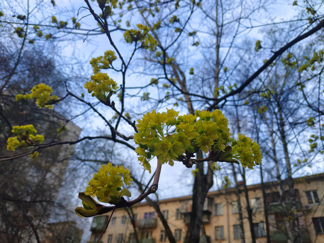 Молодо-зелено - Андрей Лукьянов