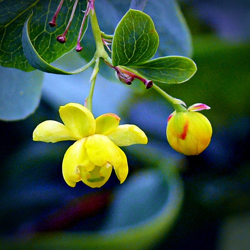 Желтый цветочек - Асылбек Айманов