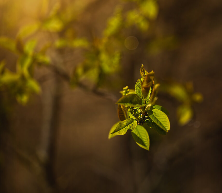 Nature - Марианна Привроцкая www.zadnipryanaya.ru