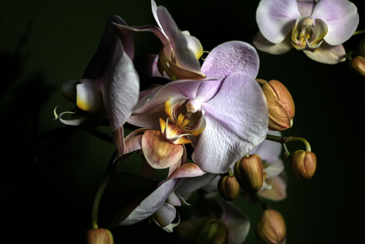 Орхидея - Андрей Гр