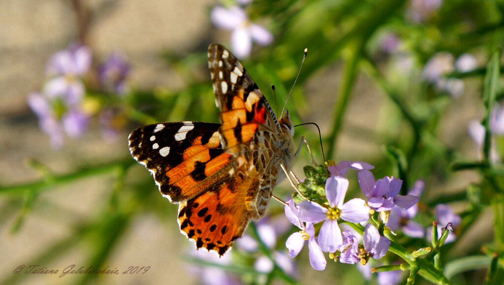 Бабочки в августе - Tatiana Golubinskaia