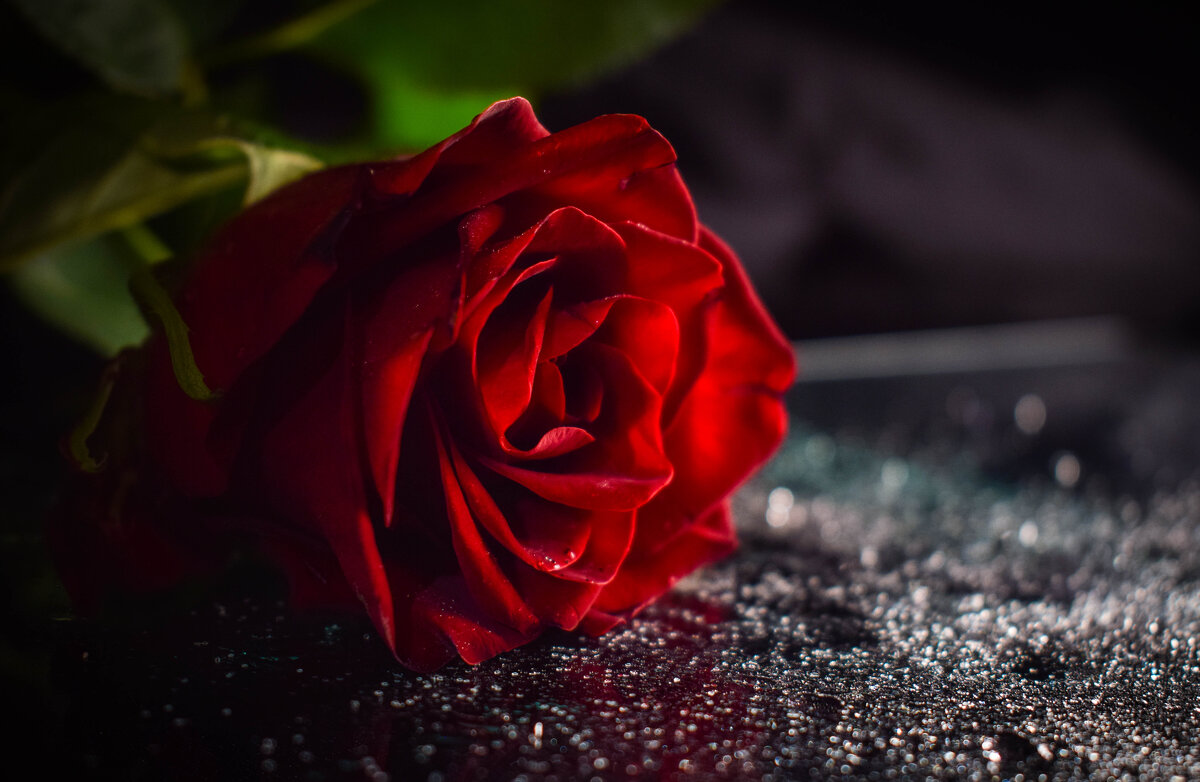 Прекрасная роза - Ksenija Mudryaninets