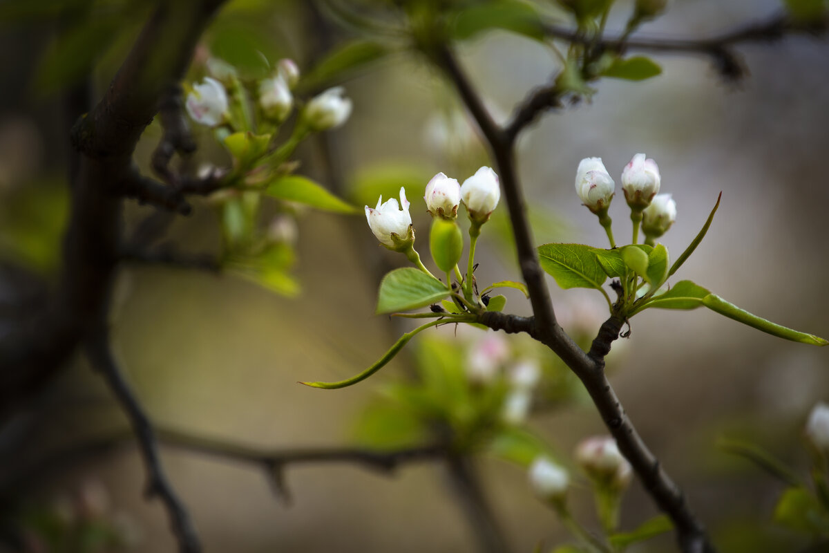 Nature - Марианна Привроцкая www.zadnipryanaya.ru