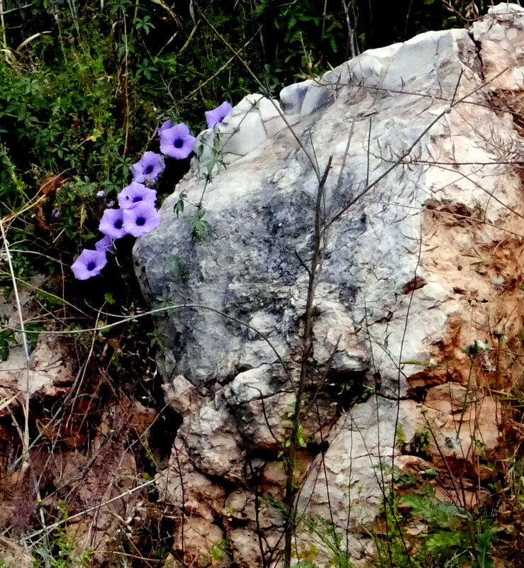 Цветы на скале - Аркадий Басович
