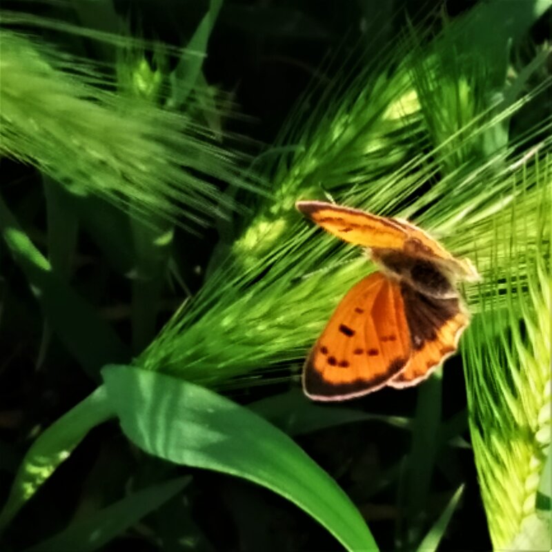 И снова бабочка - Анара 